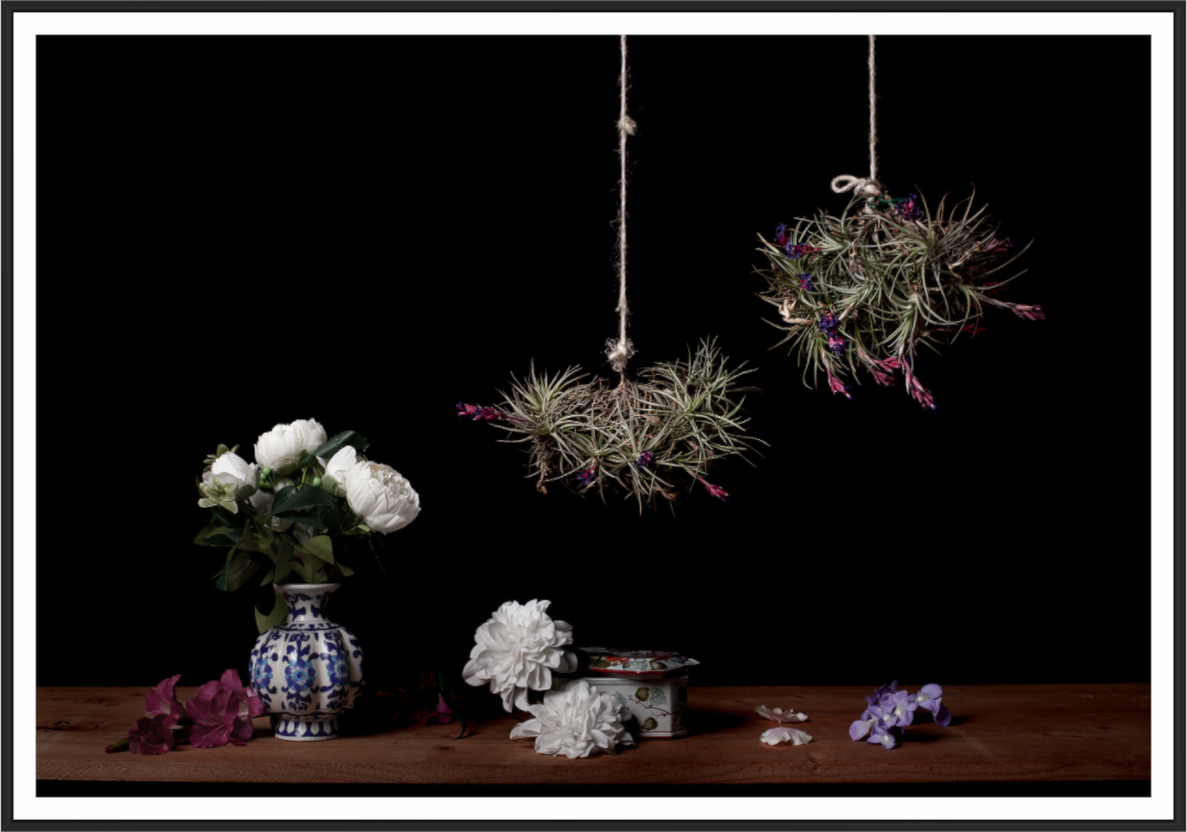 Main image Bodegón - Tillandsias